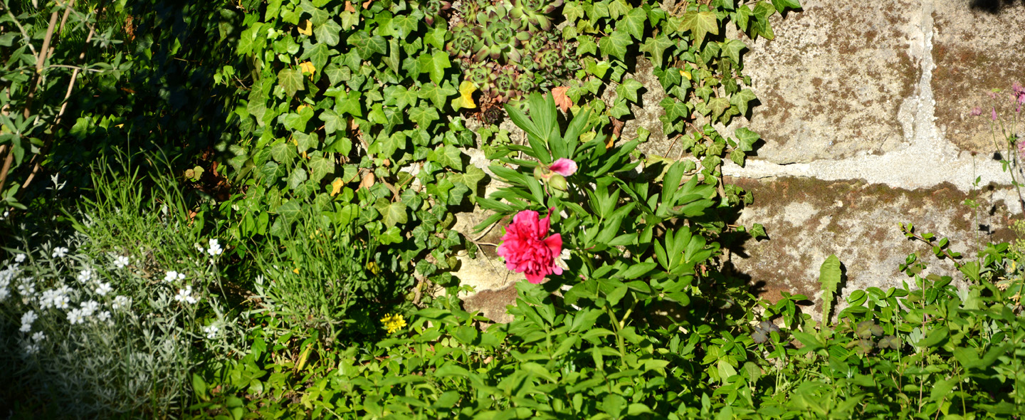 Rose an Gartenmauer